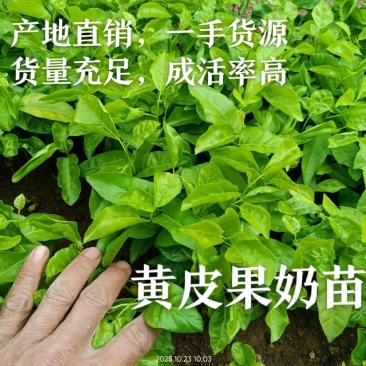 黄皮果苗黄皮果奶苗黄皮苗欢迎下单来电