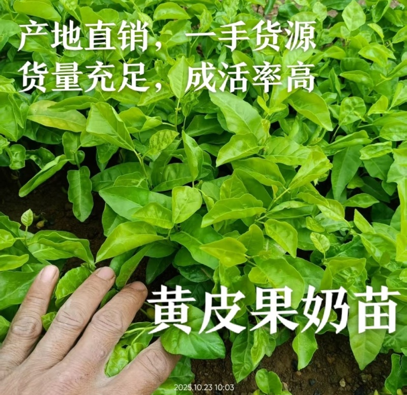 黄皮果苗黄皮果奶苗黄皮苗欢迎下单来电