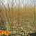 日本高糖T014,新品种中熟水蜜桃