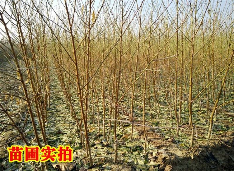 日本高糖T014，新品种中熟水蜜桃