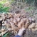 正宗广西大肉姜，本地新鲜蔬菜生姜新鲜现挖生姜整箱批发。