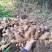 正宗广西大肉姜，本地新鲜蔬菜生姜新鲜现挖生姜整箱批发。