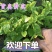 黄皮果苗，黄皮果奶苗，黄皮果小苗/各种果苗/基地直销