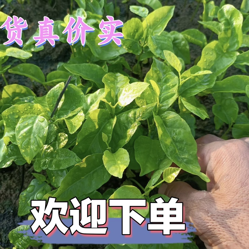 黄皮果苗，黄皮果奶苗，黄皮果小苗/各种果苗/基地直销