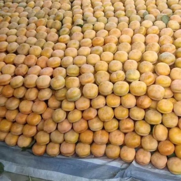 河北满城太行磨盘柿大量上市常规货和精品货