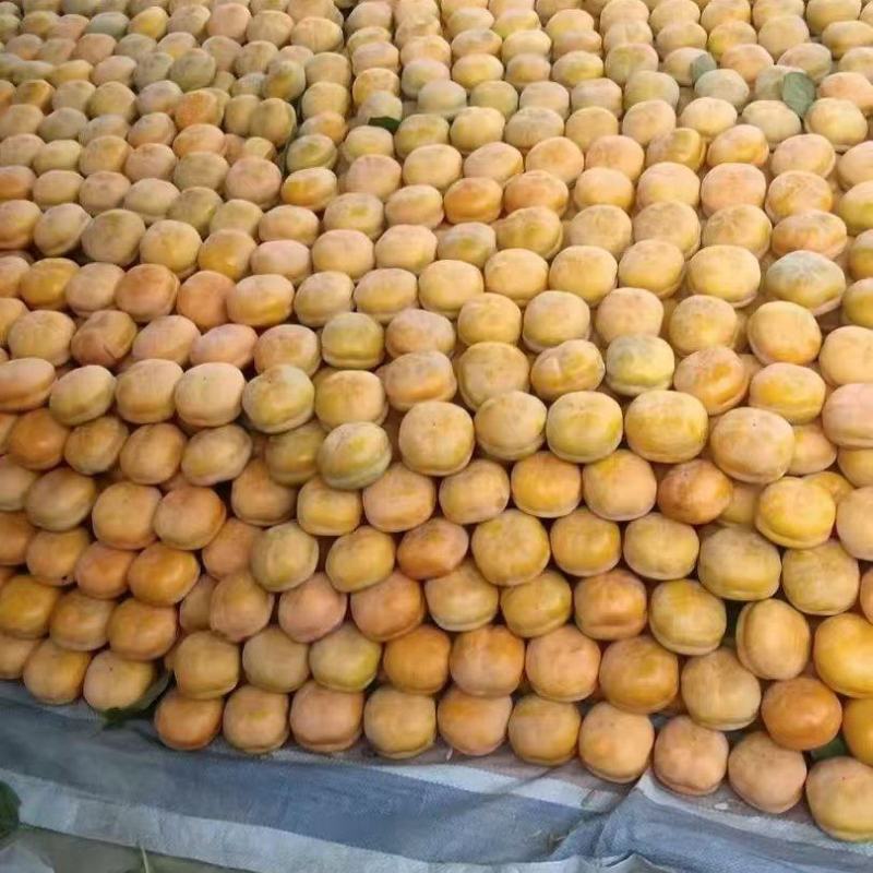 河北满城太行磨盘柿大量上市常规货和精品货