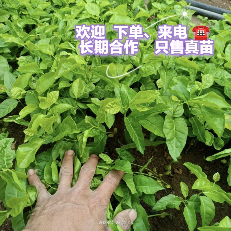 黄皮果奶苗