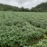 四川64。冬豆以开始逐步上市。基地直销，