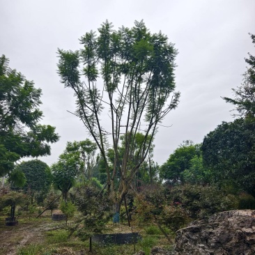 低分枝蓝花楹成活率高欢迎来电详谈免费技术指导