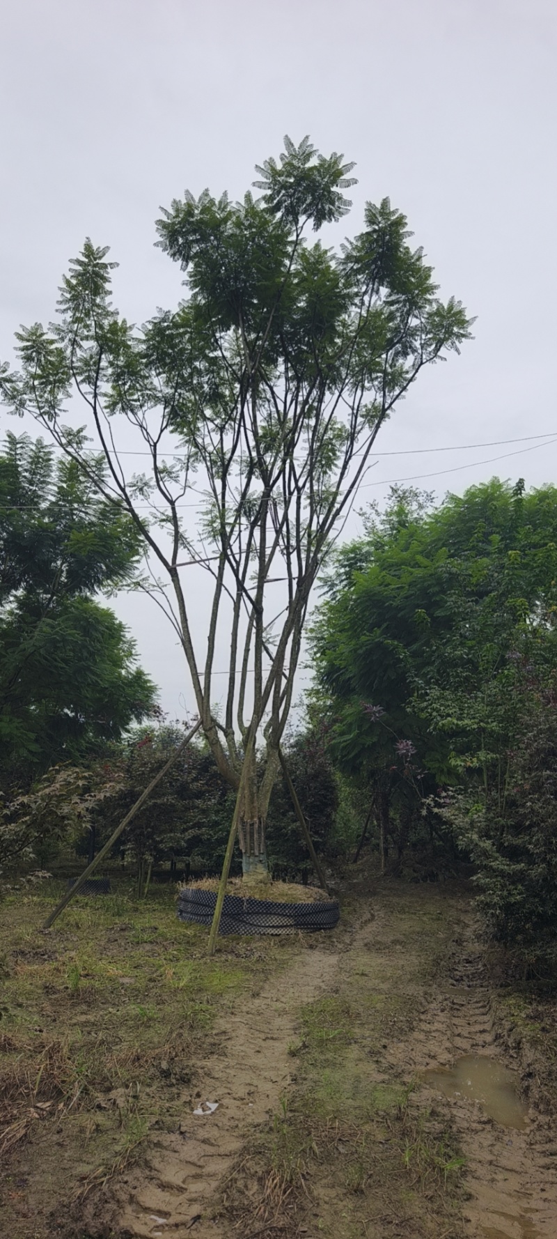 低分枝蓝花楹成活率高欢迎来电详谈免费技术指导