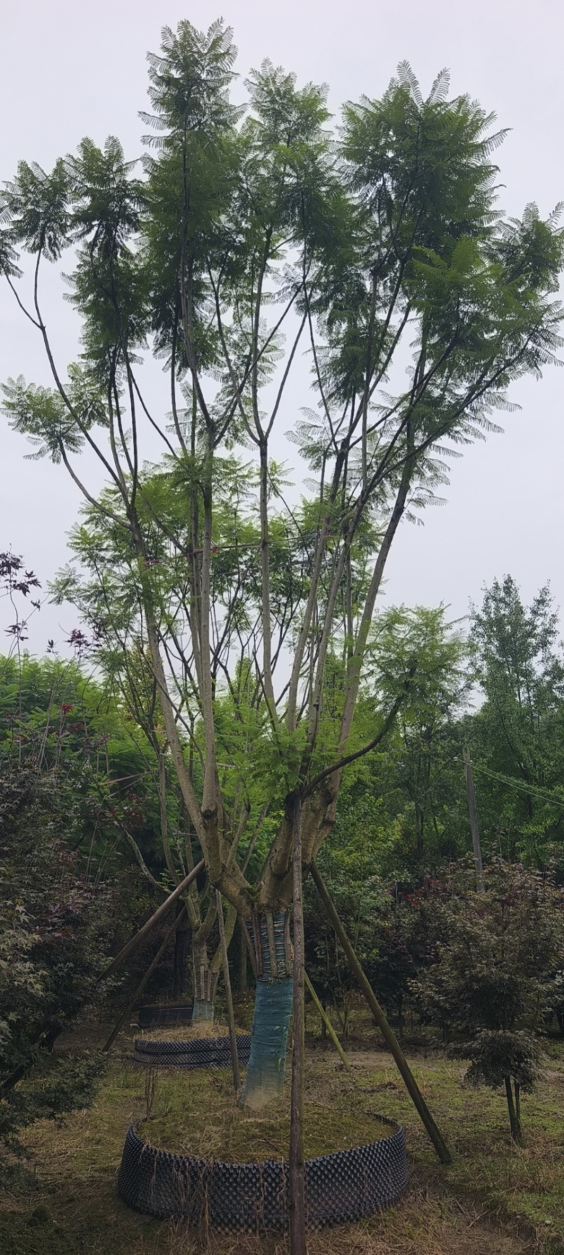 低分枝蓝花楹成活率高欢迎来电详谈免费技术指导