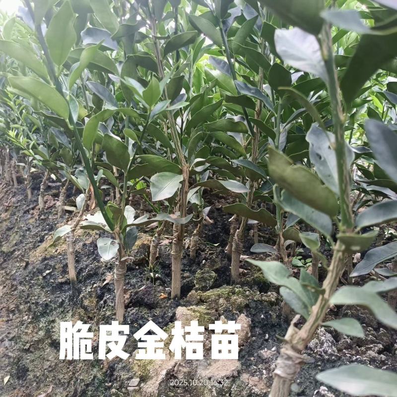 脆皮金桔苗脆蜜金桔苗。大量有货，广西直发