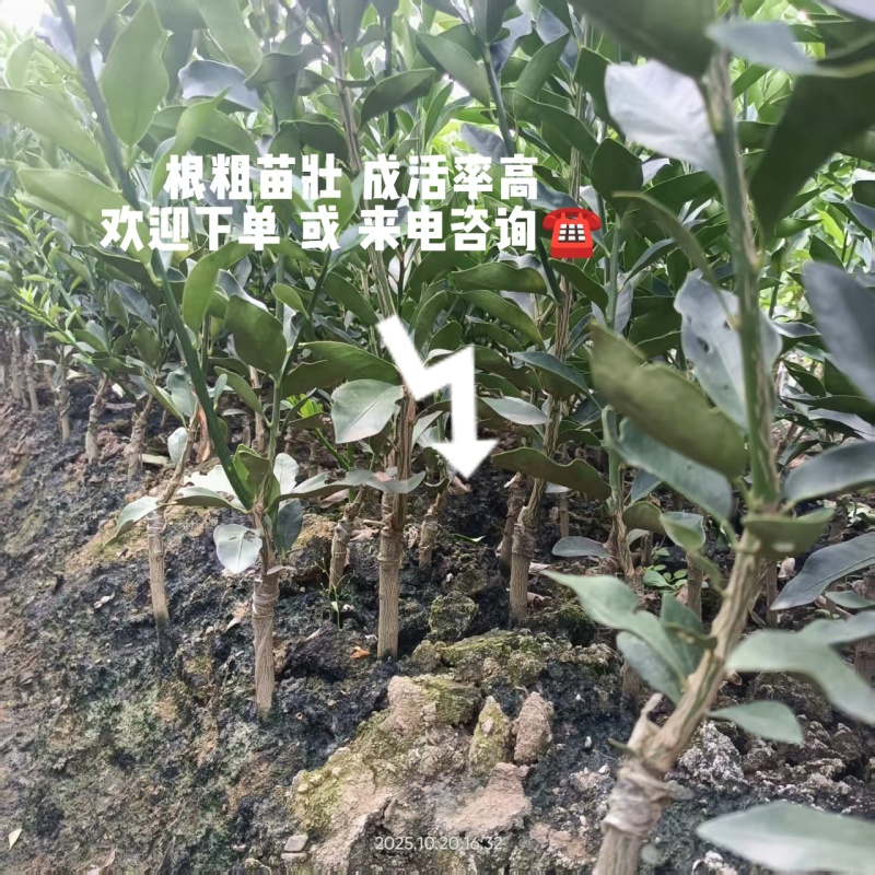 脆皮金桔苗脆蜜金桔苗。大量有货，广西直发