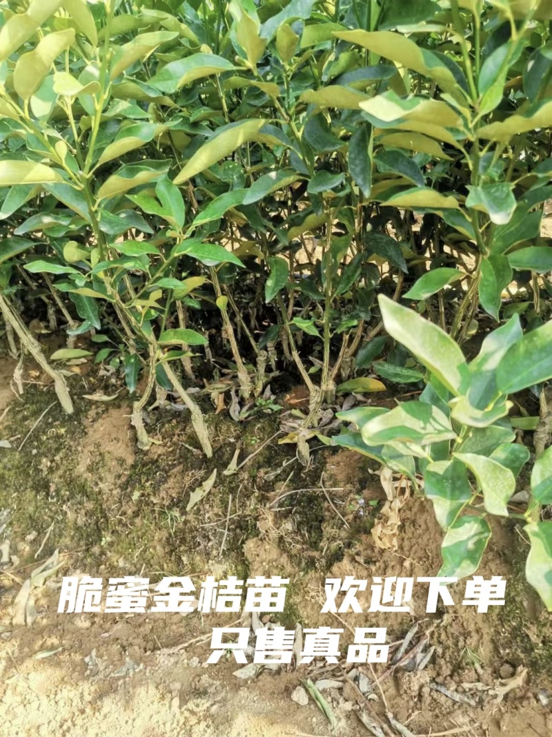 脆皮金桔苗脆蜜金桔苗。大量有货，广西直发
