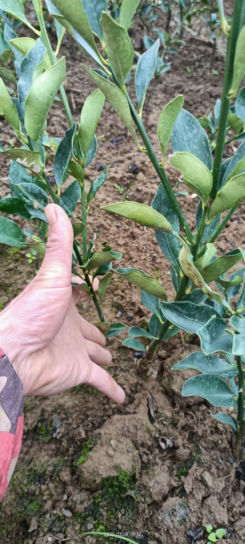 脆皮金桔苗脆蜜金桔苗。大量有货，广西直发