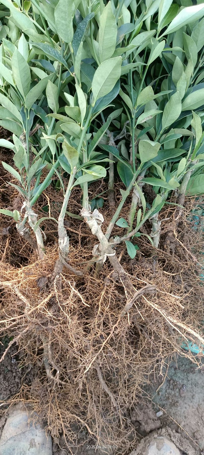 脆皮金桔苗脆蜜金桔苗。大量有货，广西直发