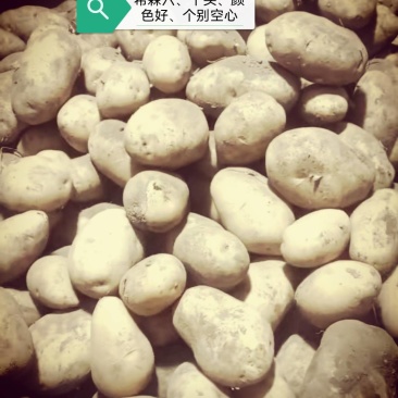 内蒙古V7土豆量大优惠，产地一手货源欢迎合作