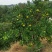 水果大雅柑柑桔