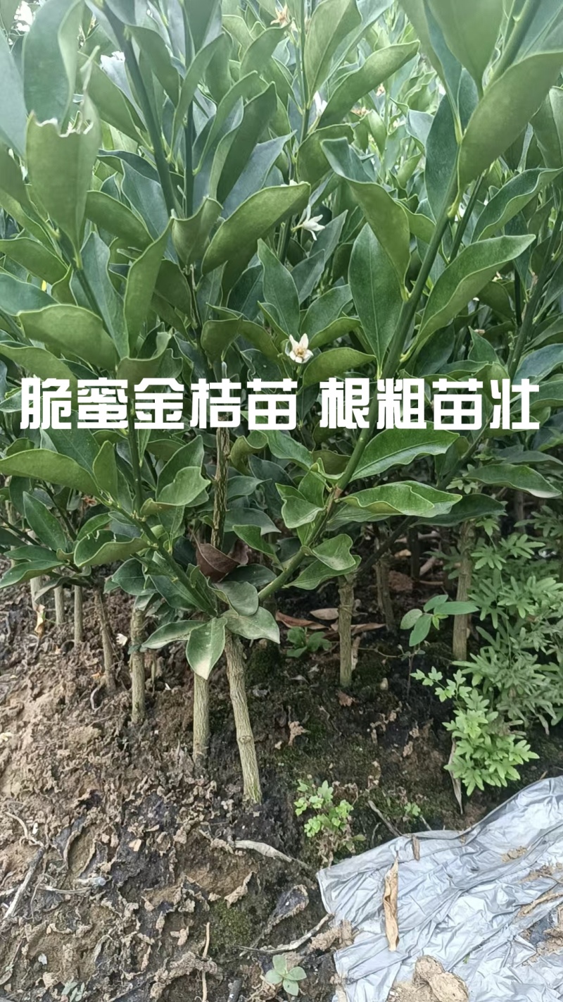 广西脆蜜金桔苗根粗苗壮，量大，基地直销，欢迎来电️详谈