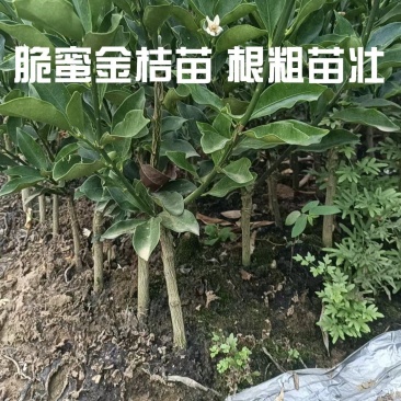 广西脆蜜金桔苗根粗苗壮，量大，基地直销，欢迎来电️详谈
