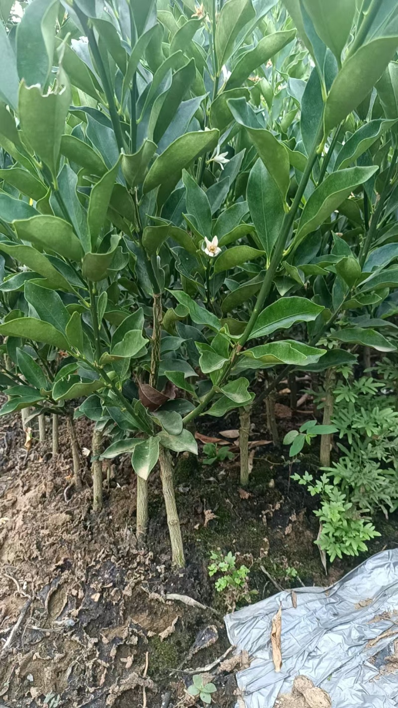 广西脆蜜金桔苗根粗苗壮，量大，基地直销，欢迎来电️详谈