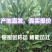 脆蜜金桔苗，广西柑橘苗广西脆蜜金桔苗广西果苗