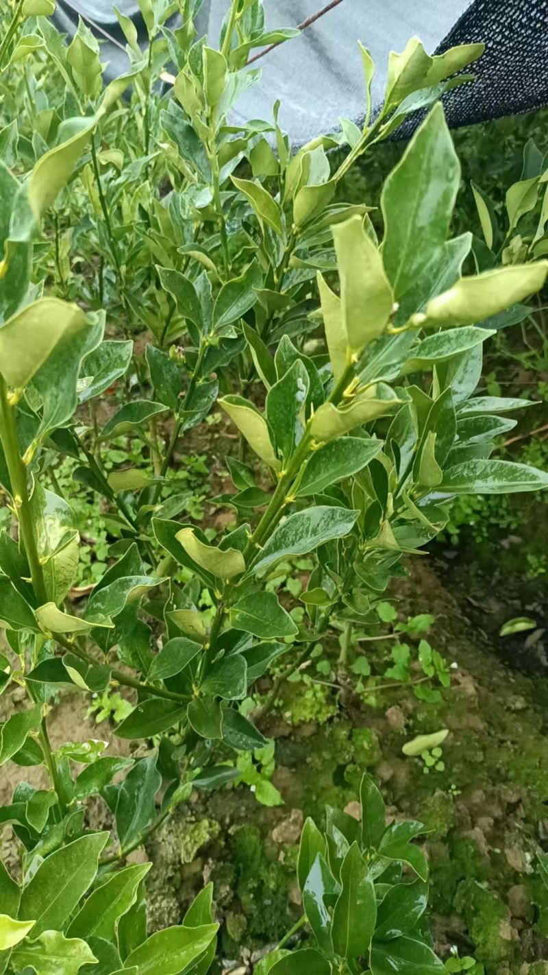 脆蜜金桔苗，广西柑橘苗广西脆蜜金桔苗广西果苗