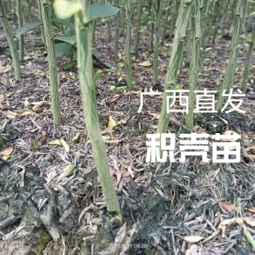 积壳苗广西枳壳小苗。欢迎来电，欢迎下单诚信经营