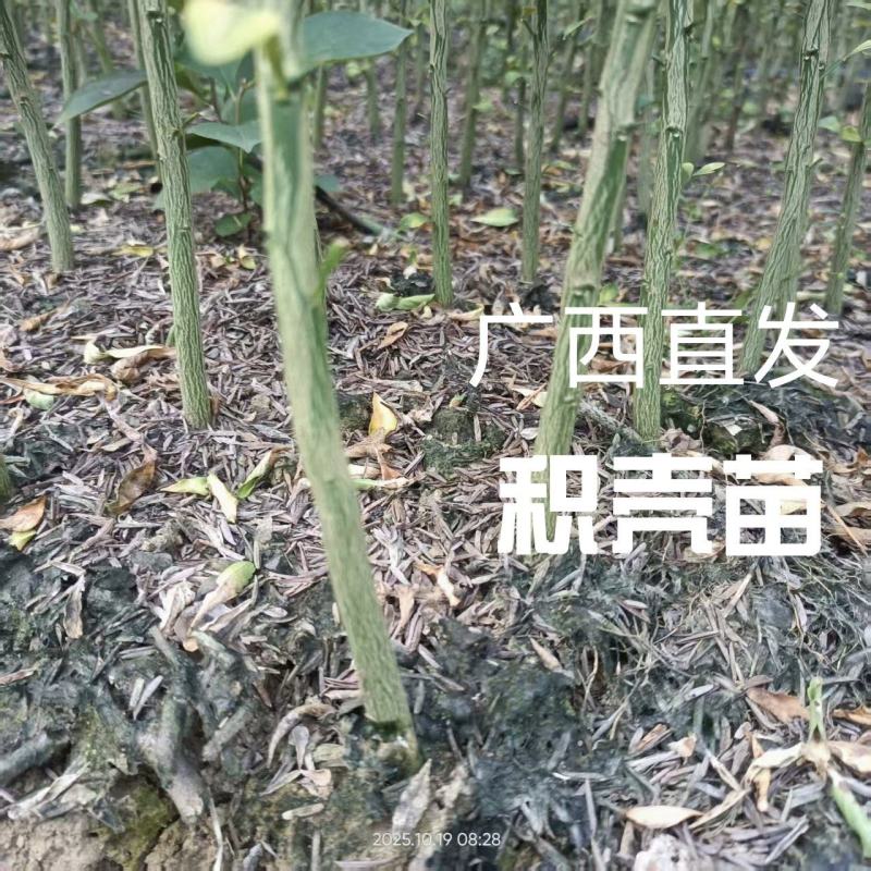 积壳苗广西枳壳小苗。欢迎来电，欢迎下单诚信经营