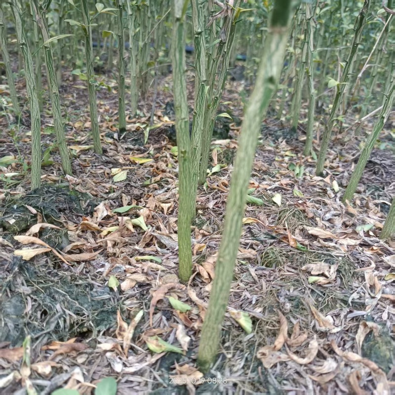 积壳苗广西枳壳小苗。欢迎来电，欢迎下单诚信经营