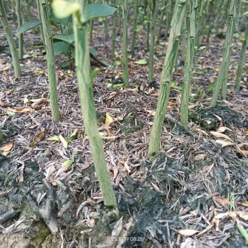 积壳苗广西枳壳小苗。欢迎来电，欢迎下单诚信经营