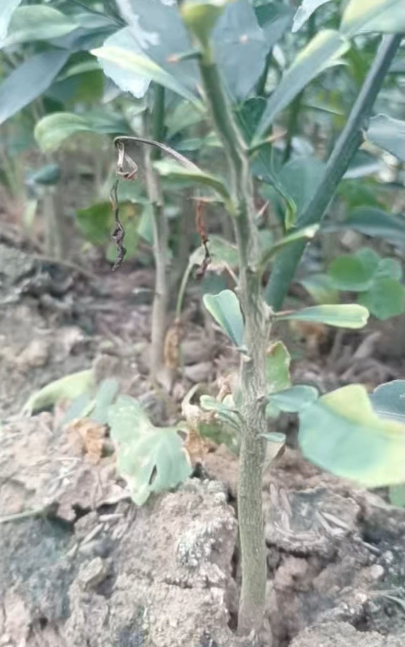 香橙苗广西香橙苗量大，基地直发，出售各种柑橘苗欢迎来电