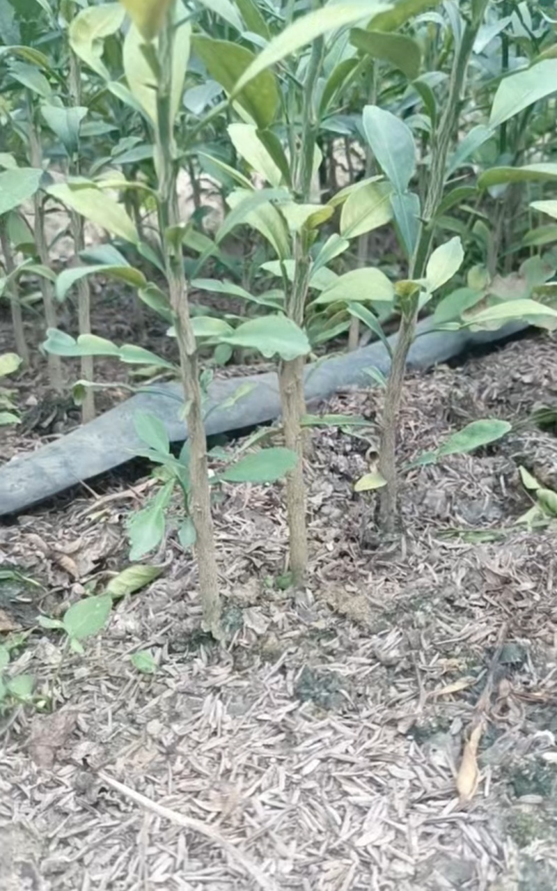 香橙苗广西香橙苗量大，基地直发，出售各种柑橘苗欢迎来电