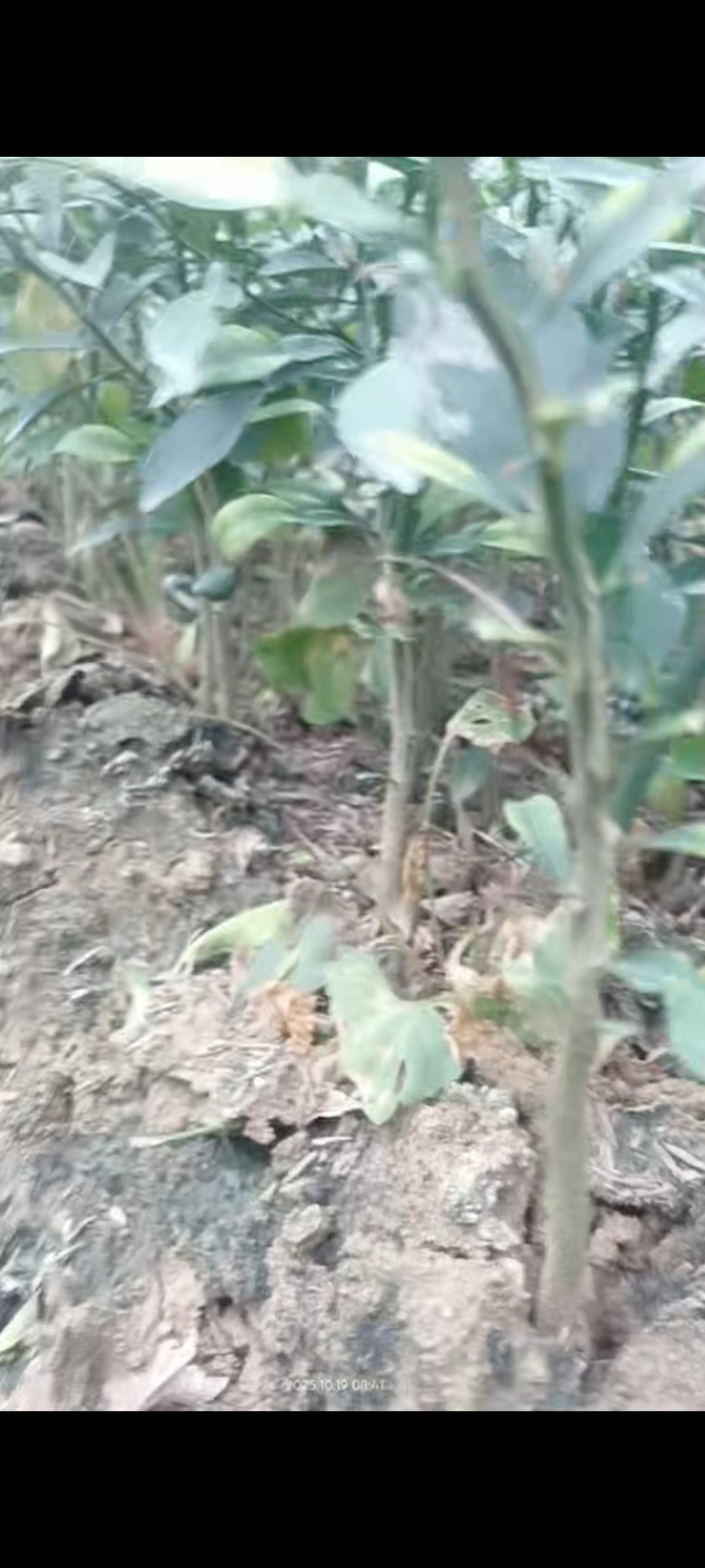 香橙苗广西香橙苗量大，基地直发，出售各种柑橘苗欢迎来电
