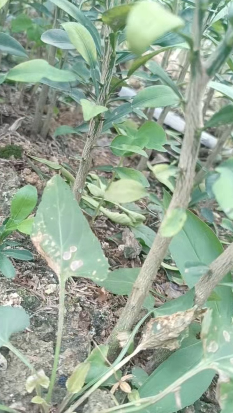 香橙苗广西香橙苗量大，基地直发，出售各种柑橘苗欢迎来电