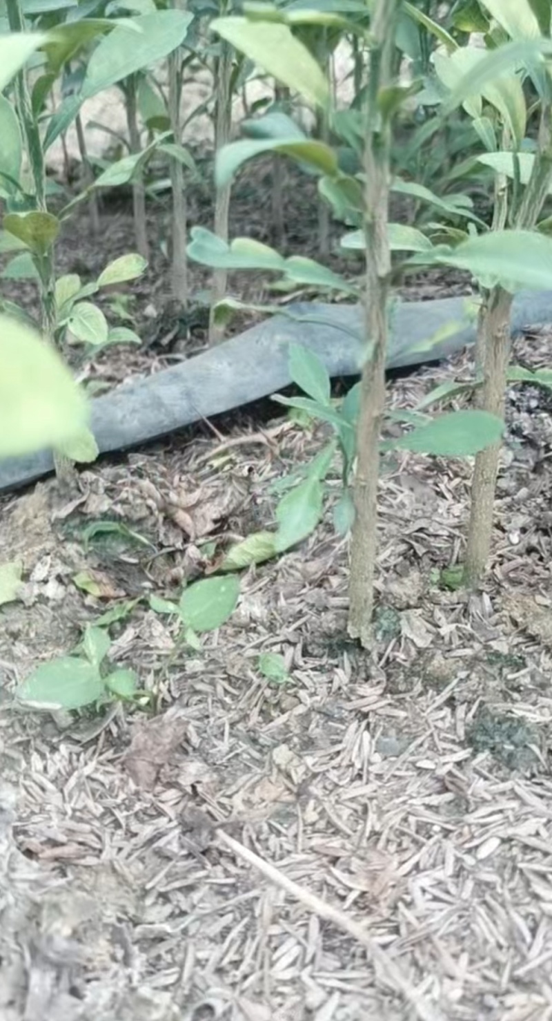 香橙苗广西香橙苗量大，基地直发，出售各种柑橘苗欢迎来电