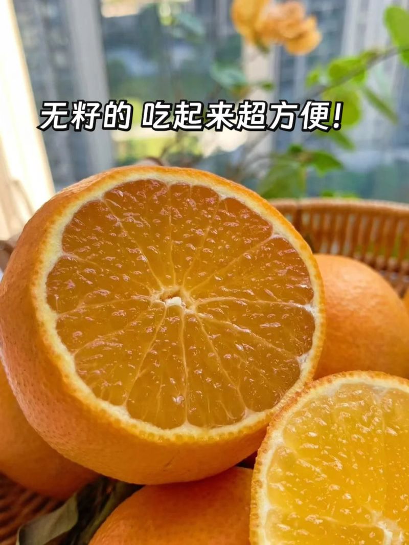 咱这果冻橙不是随便的货源，是四川当地的果园