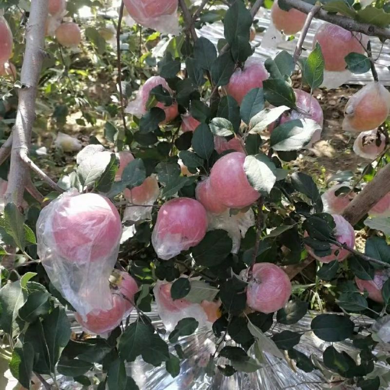 【推荐】红富士苹果一件代发包邮对接电商商超全国发货