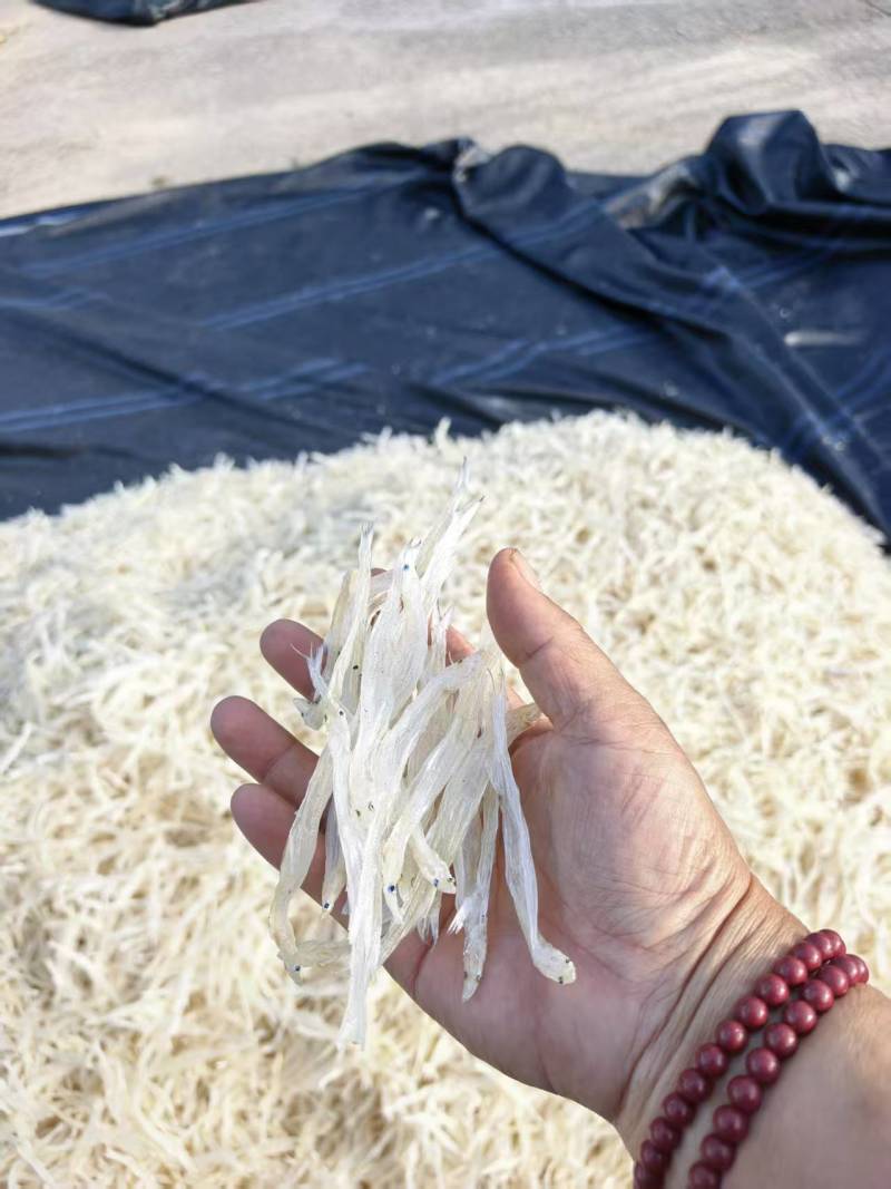 大号精品银鱼干，98干度，纯白，保证品质大量供货