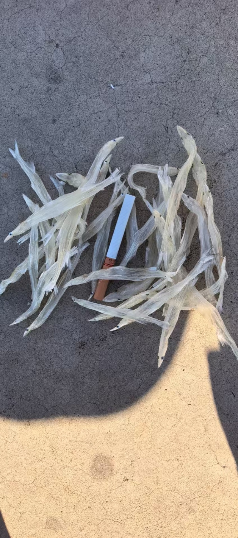 大号精品银鱼干，98干度，纯白，保证品质大量供货