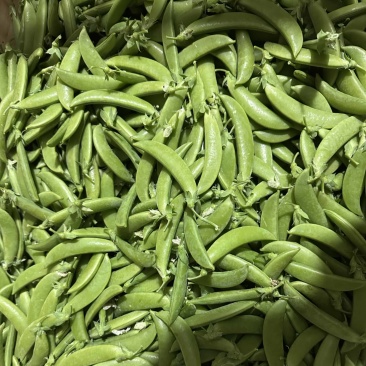 昆明农家自发甜豆