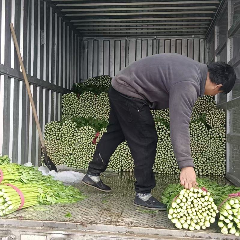 大棚芹菜，毛芹大量上市，一手货源，质量保证，欢迎采购。
