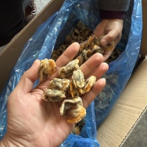 赤贝肉冻品特级货