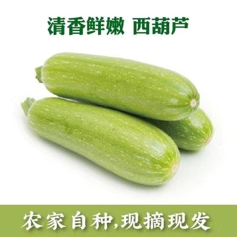新鲜西葫芦角瓜西葫芦瓜小瓜番瓜江苏南通直发