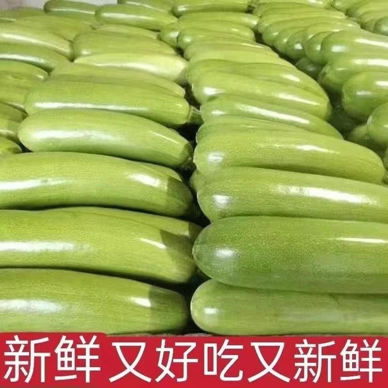 新鲜西葫芦角瓜西葫芦瓜小瓜番瓜江苏南通直发