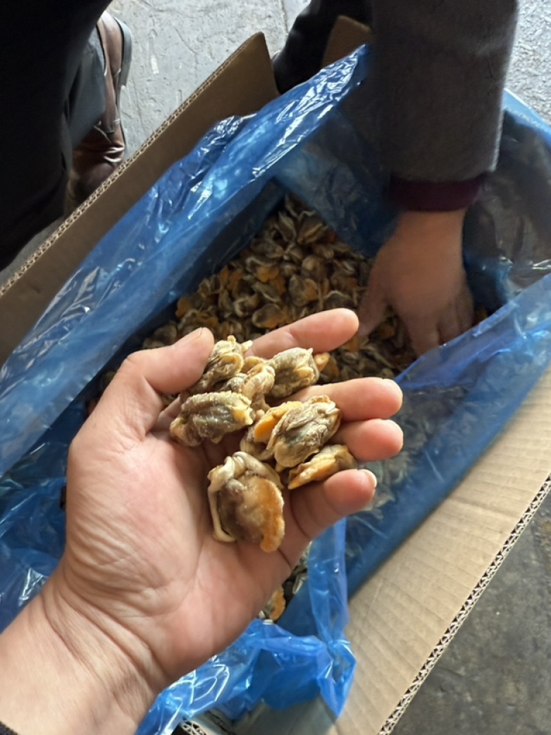 赤贝肉冻品特级货