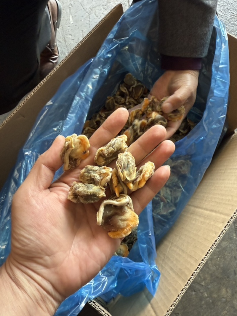 赤贝肉冻品特级货
