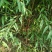 山桃苗1公分