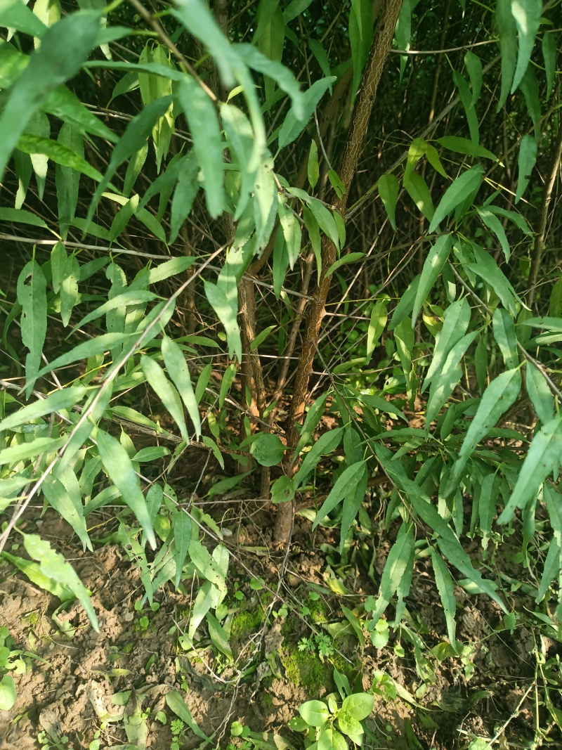 山桃苗1公分