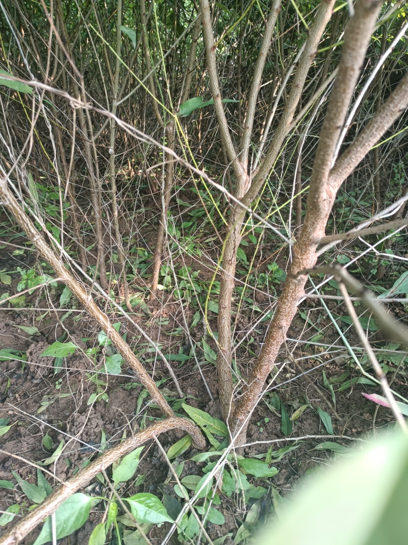 山桃苗1公分